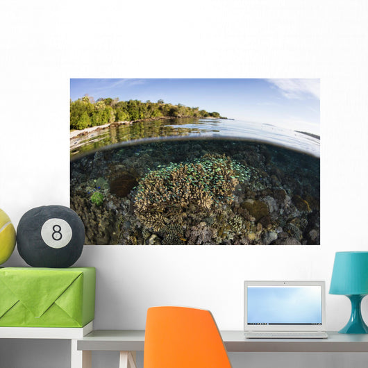 Beautiful Coral Reef Thrives Surface Wall Decal