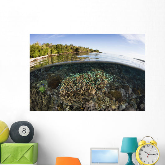 Beautiful Coral Reef Thrives Surface Wall Decal