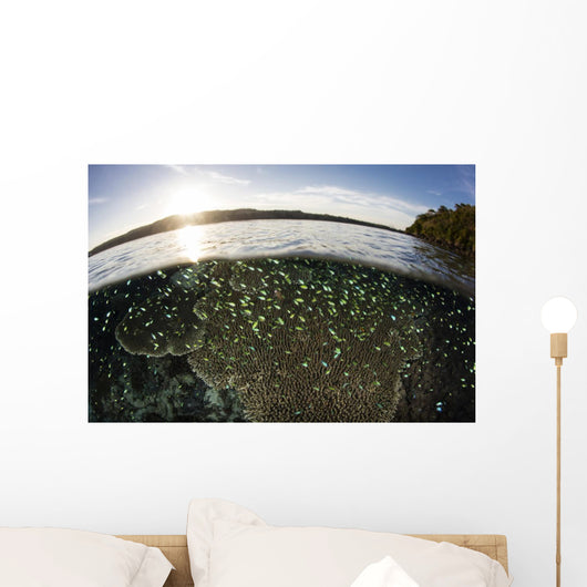 Blue-green Damselfish Schooling Surface Wall Decal