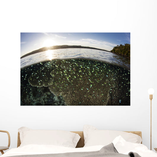 Blue-green Damselfish Schooling Surface Wall Decal