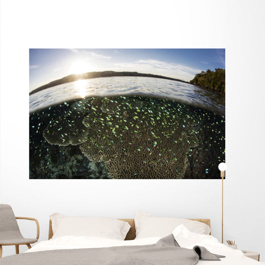 Blue-green Damselfish Schooling Surface Wall Decal