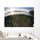 Blue-green Damselfish Schooling Surface Wall Decal