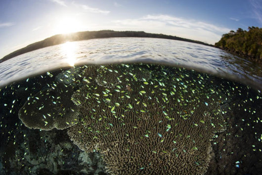 Blue-green Damselfish Schooling Surface Wall Decal