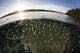 Blue-green Damselfish Schooling Surface Wall Decal