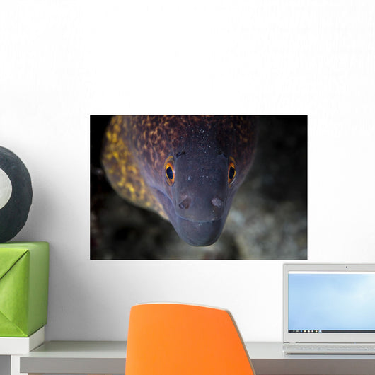 Yellow Margin Moray Eel Wall Decal