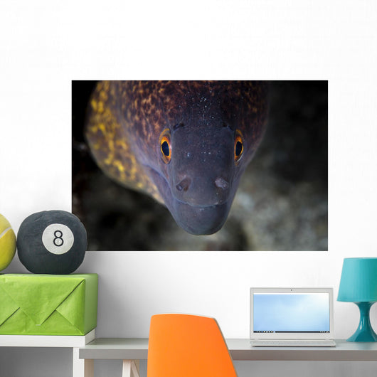 Yellow Margin Moray Eel Wall Decal
