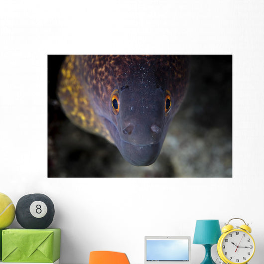 Yellow Margin Moray Eel Wall Decal