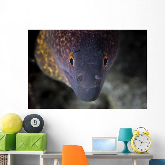 Yellow Margin Moray Eel Wall Decal