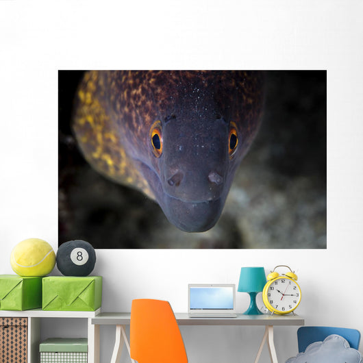 Yellow Margin Moray Eel Wall Decal