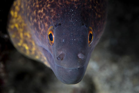 Yellow Margin Moray Eel Wall Decal