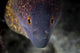 Yellow Margin Moray Eel Wall Decal