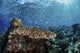 Colorful Blue-green Damselfish Swimming Landscape Wall Decal