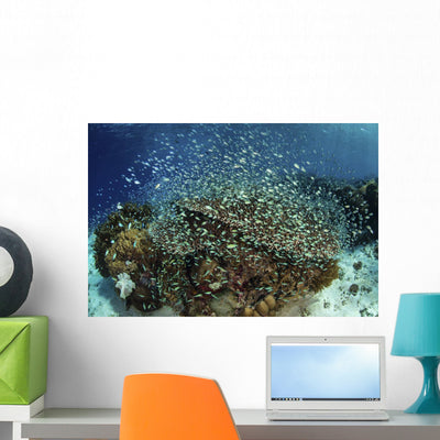 Blue-green Damselfish Schooling above Wall Decal shown on a wall