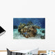Beautiful Coral Reef Thrives Underwater Wall Decal