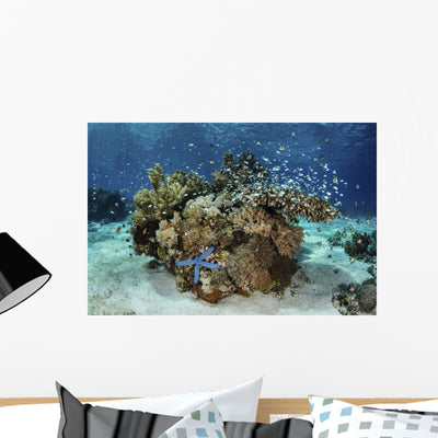 Beautiful Coral Reef Thrives Underwater Wall Decal shown on a wall