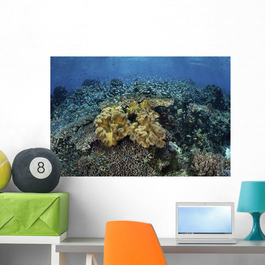 Beautiful and Healthy Coral Landscape Wall Decal