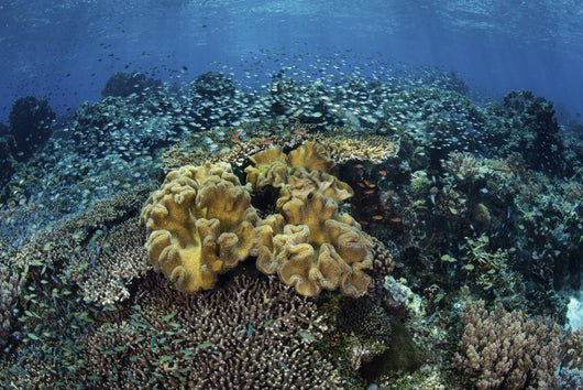 Beautiful and Healthy Coral Landscape Wall Decal