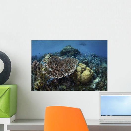Snorkeler Swims above Beautiful Wall Decal
