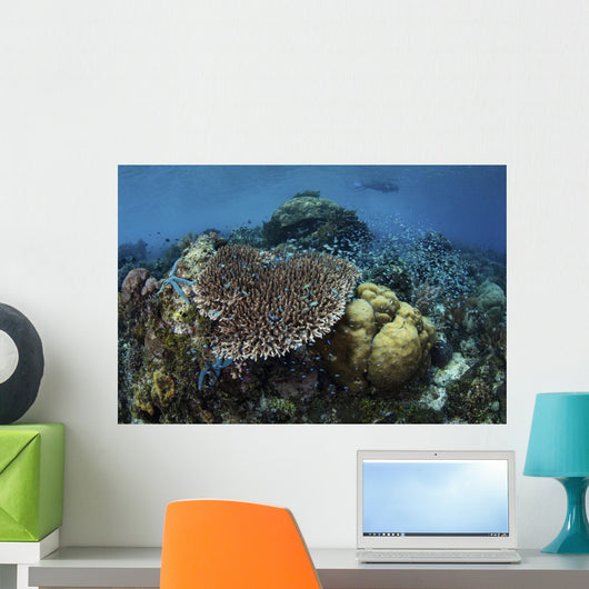 Snorkeler Swims above Beautiful Wall Decal