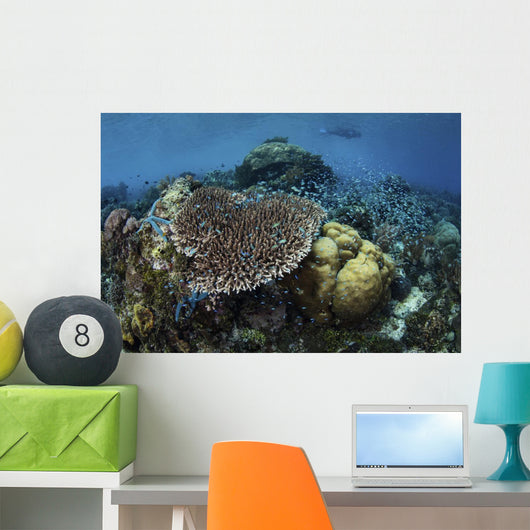 Snorkeler Swims above Beautiful Wall Decal