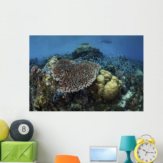 Snorkeler Swims above Beautiful Wall Decal