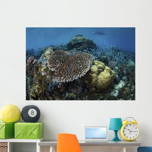 Snorkeler Swims above Beautiful Wall Decal