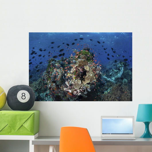 Beautiful and Vibrant Coral Wall Decal