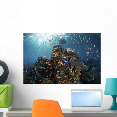 Reef Fish Swimming Wide Shot Wall Decal shown on a wall