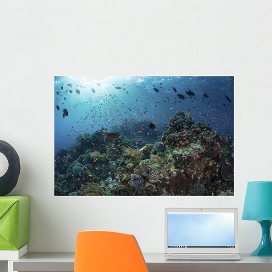 Colorful Reef Fish Swim Light Rays Wall Decal