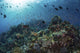 Colorful Reef Fish Swim Light Rays Wall Decal