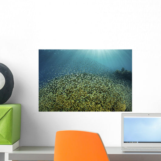 Blue-green Damselfish Large School Wall Decal