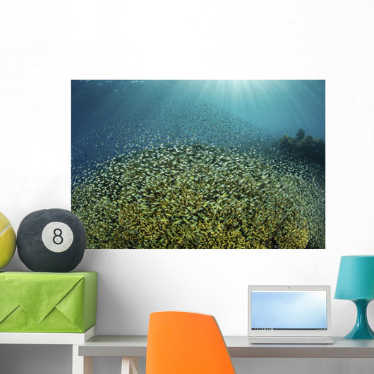Blue-green Damselfish Large School Wall Decal