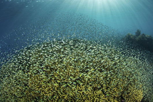 Blue-green Damselfish Large School Wall Decal