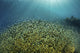 Blue-green Damselfish Large School Wall Decal