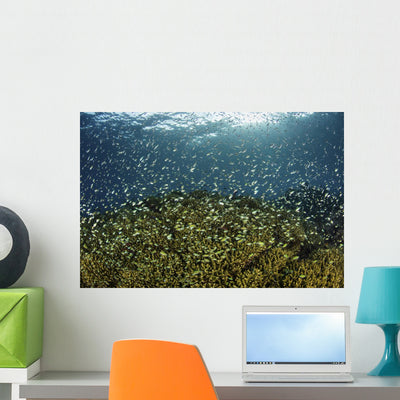 Blue-green Damselfish Schooling Wall Decal shown on a wall