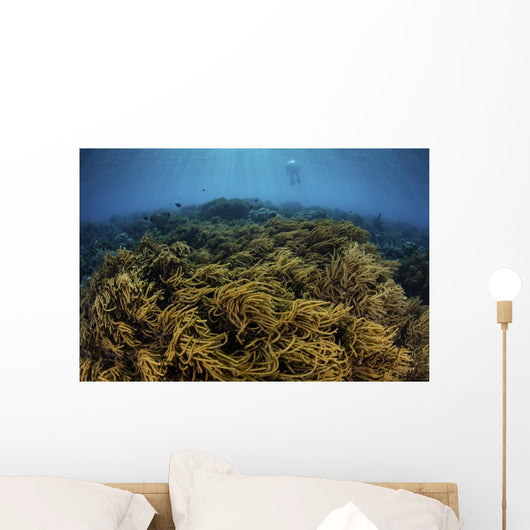 Snorkeler Swims above Coral Wall Decal