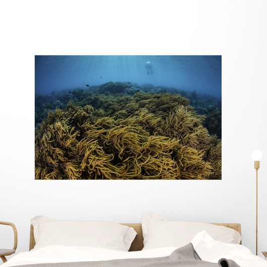 Snorkeler Swims above Coral Wall Decal