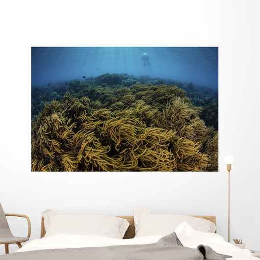 Snorkeler Swims above Coral Wall Decal