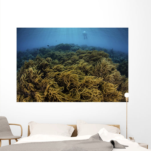 Snorkeler Swims above Coral Wall Decal
