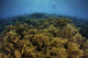 Snorkeler Swims above Coral Wall Decal