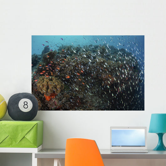 Beautiful Coral Reef Full Wall Decal