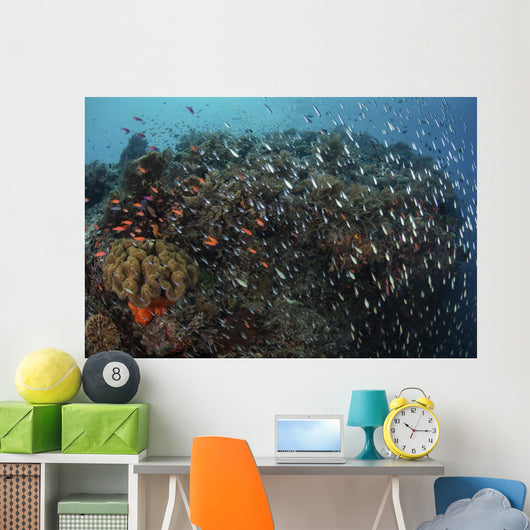 Beautiful Coral Reef Full Wall Decal
