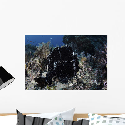 Black Giant Frogfish Waits Wall Decal shown on a wall