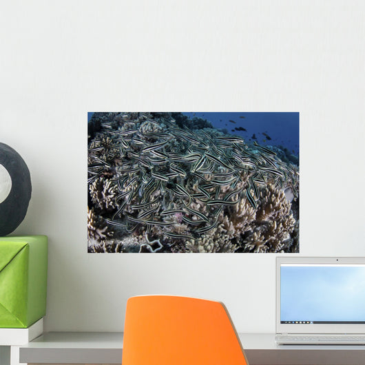 School Striped Eel Catfish Close-up Wall Decal