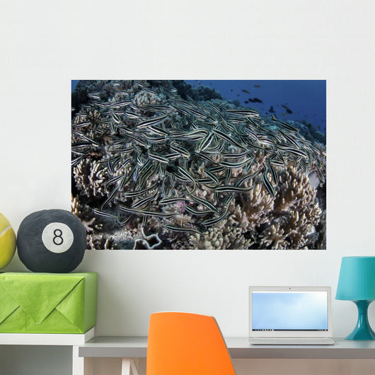 School Striped Eel Catfish Close-up Wall Decal