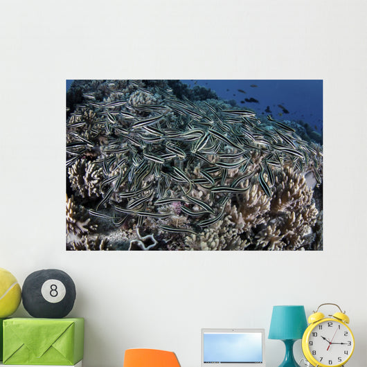 School Striped Eel Catfish Close-up Wall Decal