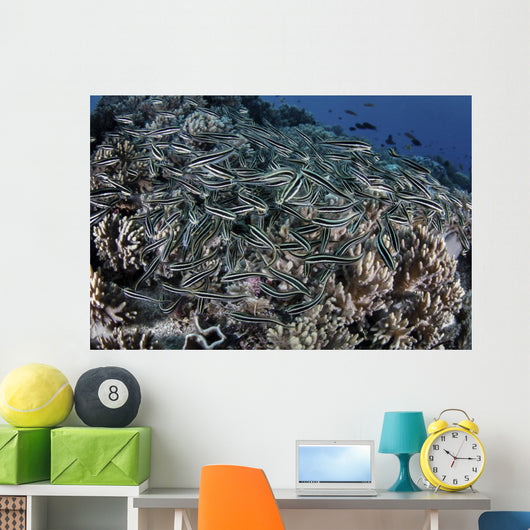 School Striped Eel Catfish Close-up Wall Decal