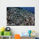 School Striped Eel Catfish Close-up Wall Decal