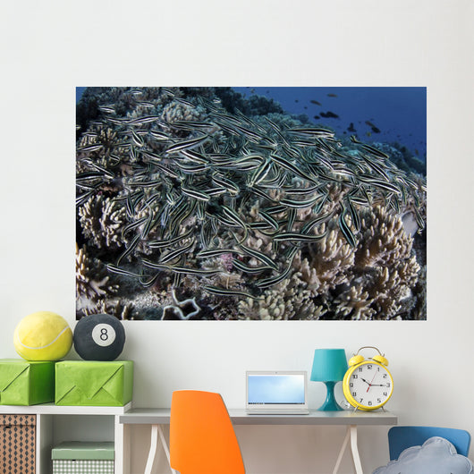 School Striped Eel Catfish Close-up Wall Decal