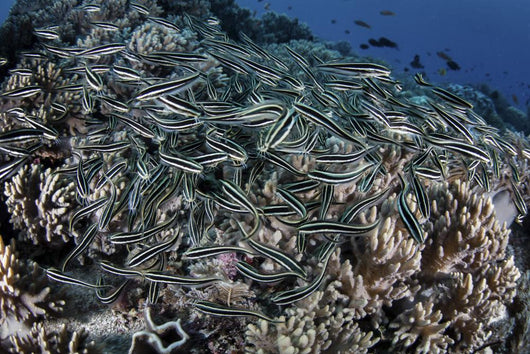 School Striped Eel Catfish Close-up Wall Decal